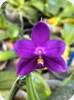 P. Mituo Hsien Blue x Yaphon Blue Bird